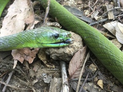 Dendroaspis angusticeps