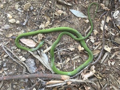 Dendroaspis angusticeps