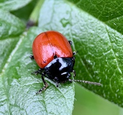 Chrysolina grossa