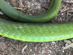 Dendroaspis angusticeps