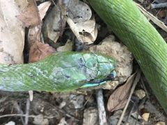 Dendroaspis angusticeps