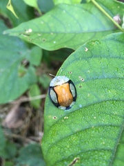 Aspidimorpha biguttata