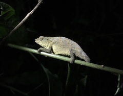 Rhampholeon platyceps