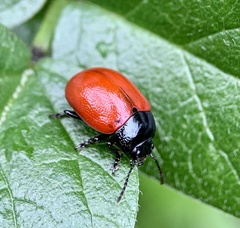 Chrysolina grossa