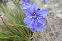Aristea juncifolia