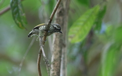 Picumnus innominatus