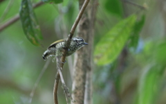 Picumnus innominatus