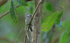 Picumnus innominatus