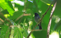 Niltava macgrigoriae