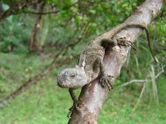 Enyalius boulengeri