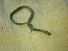 Erythrolamprus typhlus brachyurus