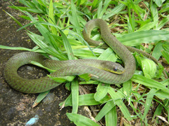 Erythrolamprus typhlus brachyurus