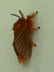 Thoscora