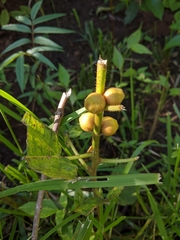 Ficus fistulosa