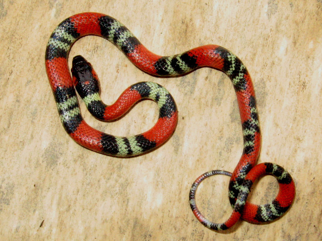 Guibe's False Coral Snake