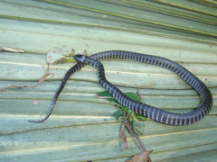Oxyrhopus clathratus