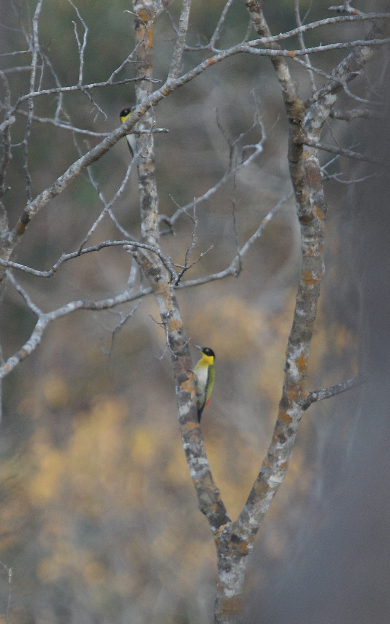 Black-headed Woodpecker illustration