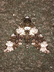 Manduca albiplaga