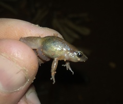 Arthroleptis xenodactyloides