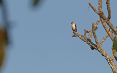 Microhierax caerulescens