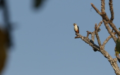 Microhierax caerulescens