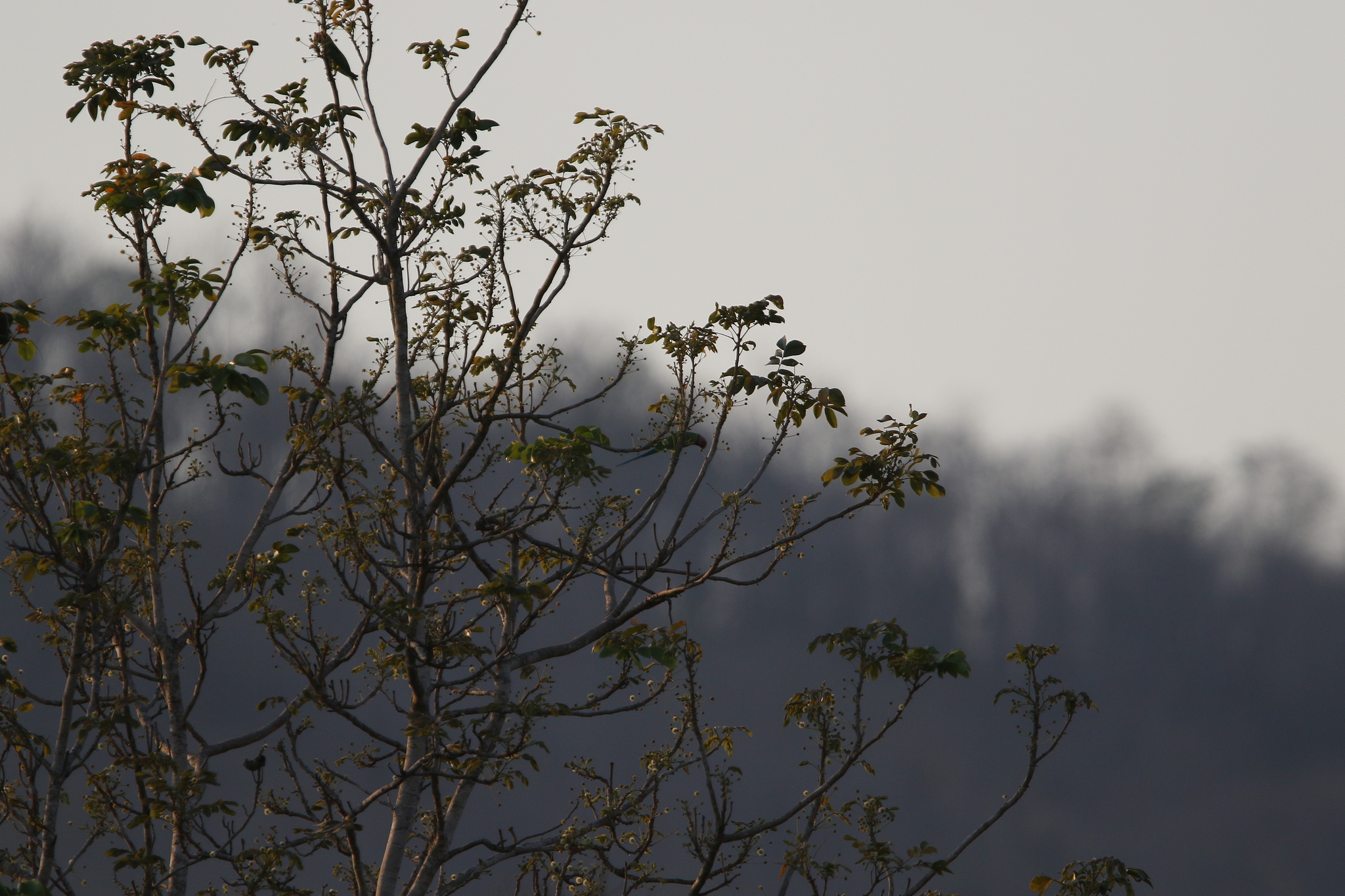 Blossom-headed Parakeet