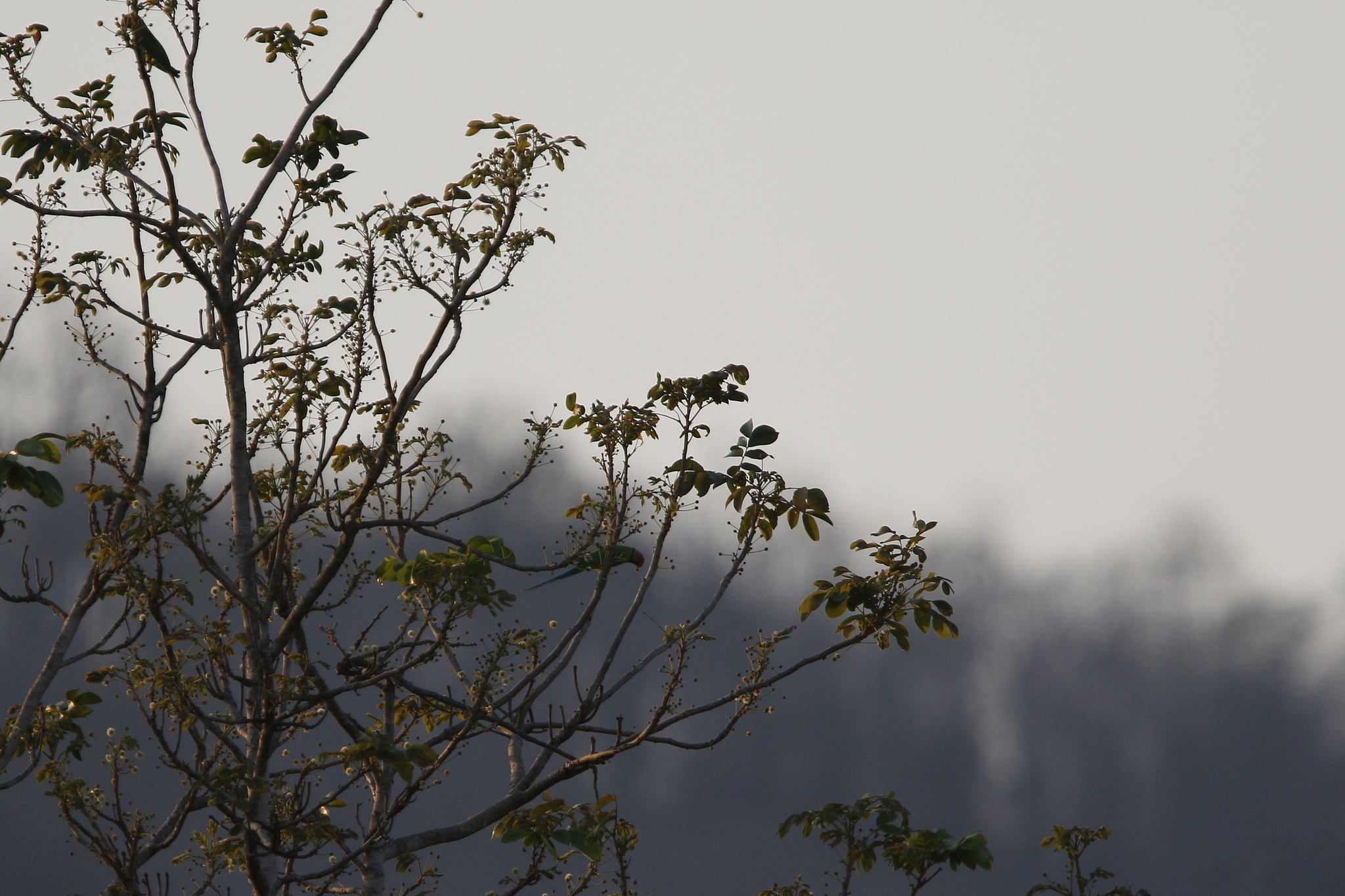 Blossom-headed Parakeet