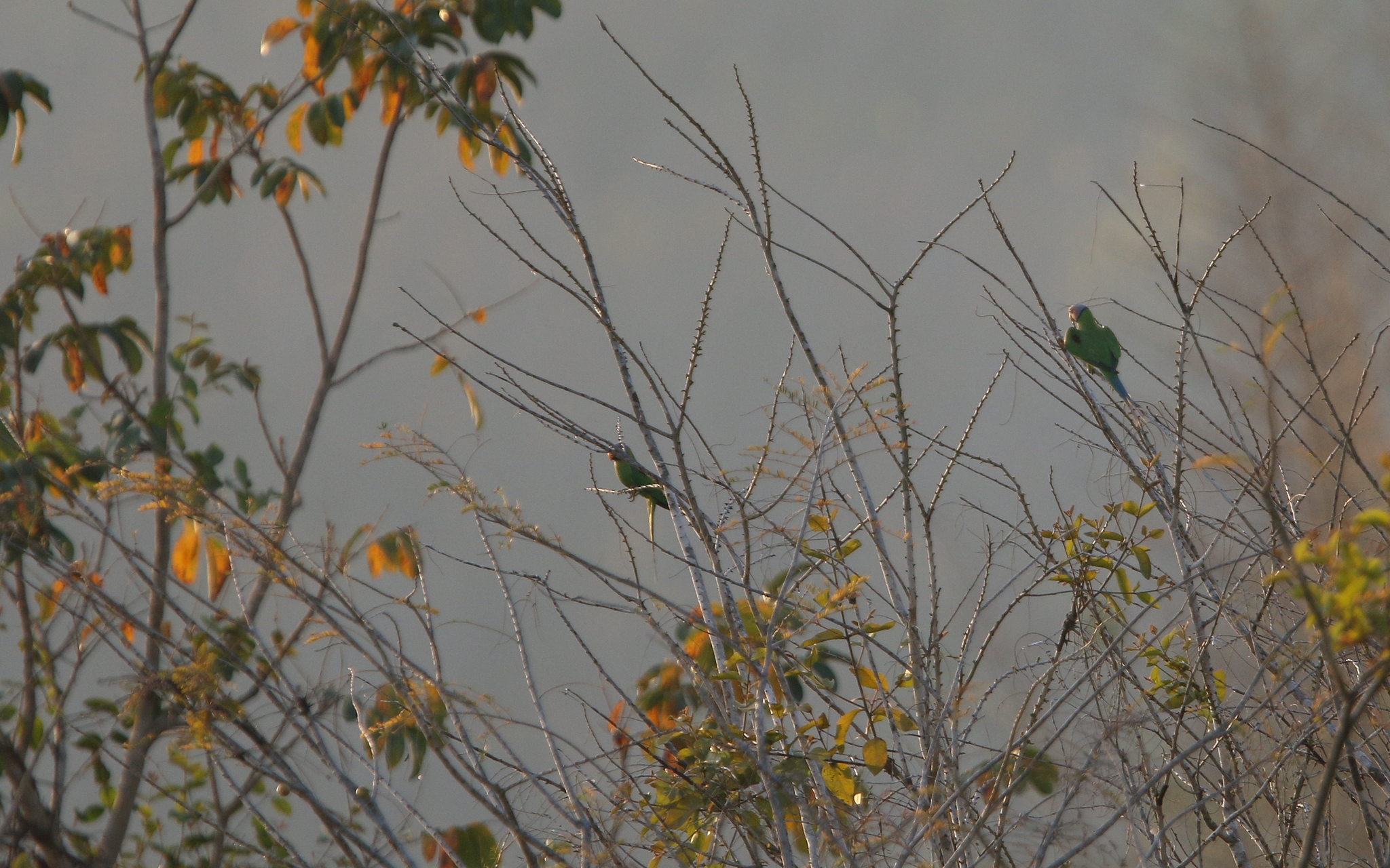 Blossom-headed Parakeet