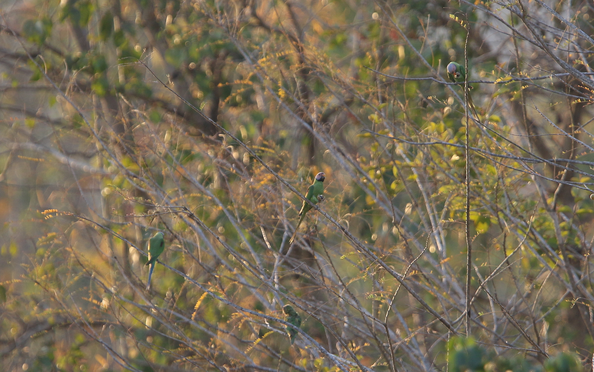 Blossom-headed Parakeet