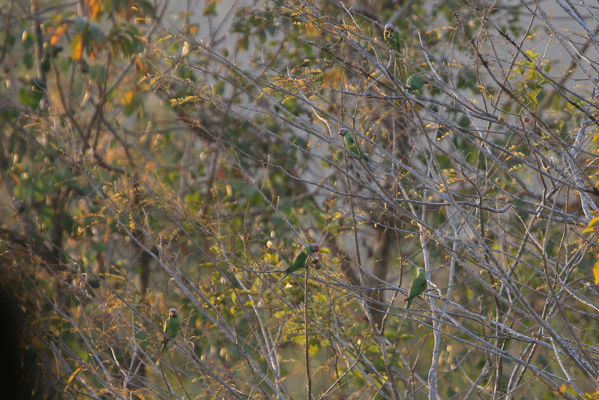 Blossom-headed Parakeet