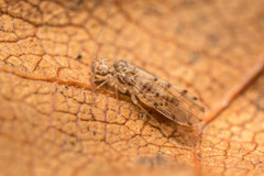 Ectopsocus briggsi