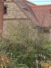 Cardinalis cardinalis