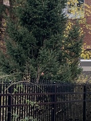 Cardinalis cardinalis