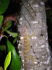 Gekko gecko