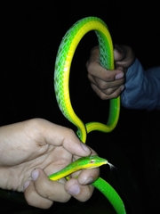 Ahaetulla