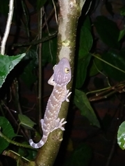Gekko gecko