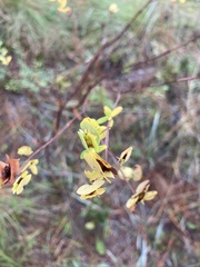 Hypericum crux-andreae