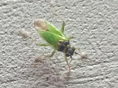 Cyrtorhinus lividipennis