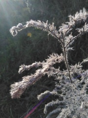 Echium vulgare