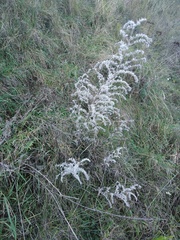 Echium vulgare