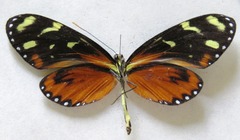 Mechanitis polymnia isthmia