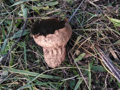 Lycoperdaceae