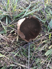 Lycoperdaceae