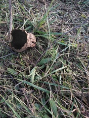 Lycoperdaceae
