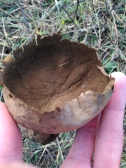 Lycoperdaceae