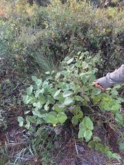 Baptisia simplicifolia