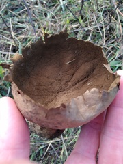 Lycoperdaceae