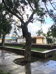 Lysiloma latisiliquum