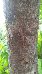 Hemidactylus frenatus