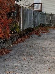 Sciurus carolinensis